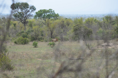 Lion wandering off.