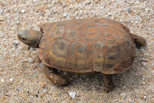 A dirty Hinged Tortoise.