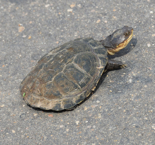 A Hinged Terrapin.