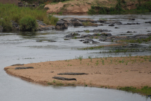 Crossing world famous Crocodile River.