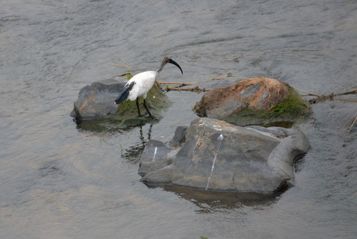 African Sacred Ibis.