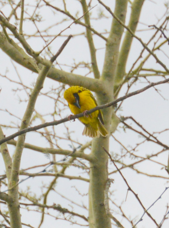 Weaver Bird.