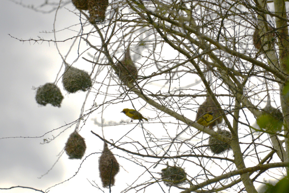 Weaver Nests and Weaver Bird at Mlilwane Game Reserve.