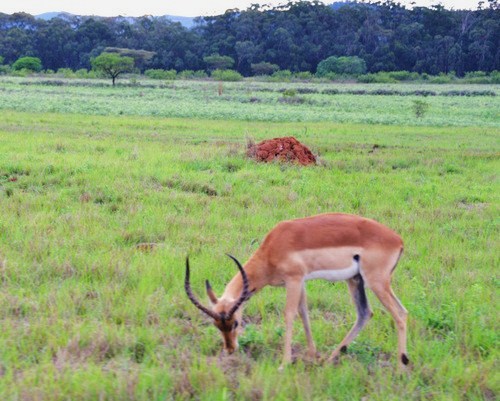 That guy is an Impala.