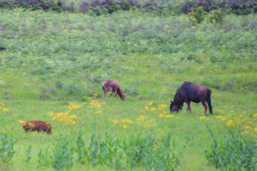 A Warthog, Impala, and a Wildebeest.