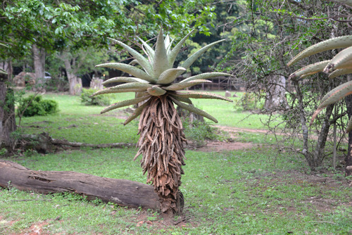 Sometimes called an Aloe Tree.