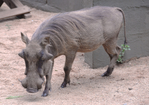 Warthog wanders about camp.