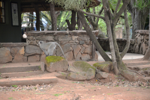 Vervet monkeys have the run of camp.