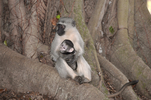 Vervet female and baby.