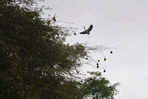 A Purple Heron is about to set down.