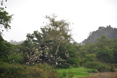 A partial zoom on the birds in the distant tree.