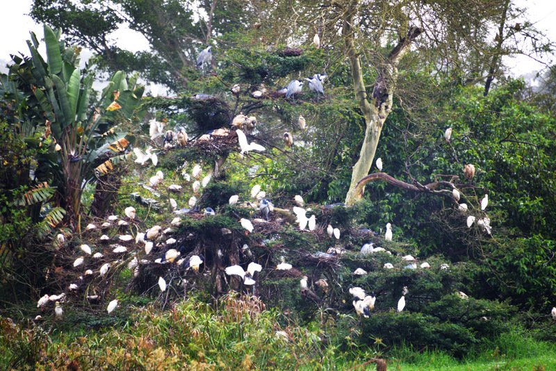 A camera zoom on the Birds.