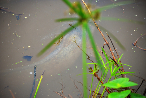 The back of a fish is visible in the Pond.