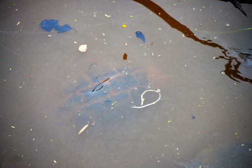 The back of a turtle is visible in the Pond.