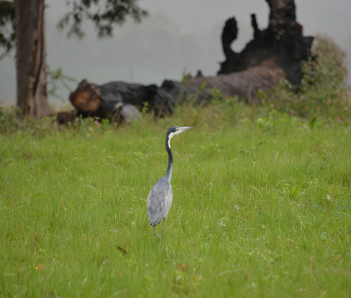 Purple Heron.