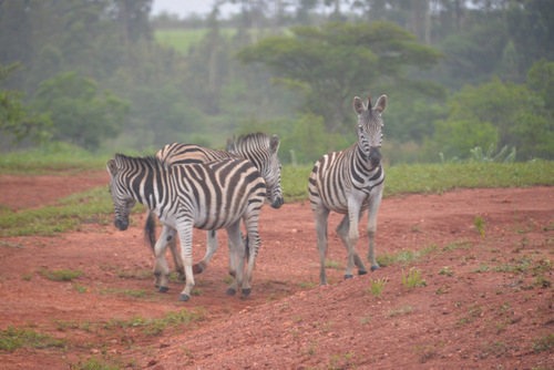 Zebras.