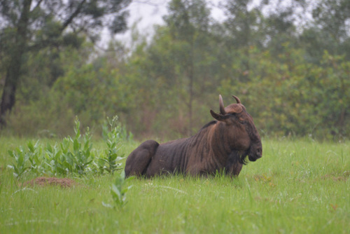 Wildebeest.