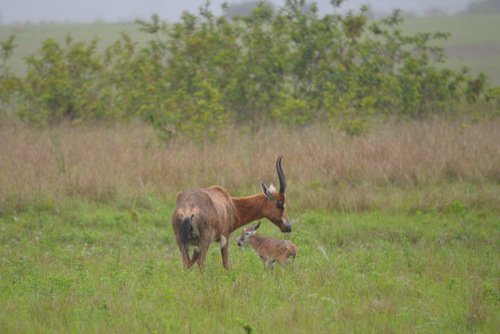 Bushbuck Mommy and Baby.