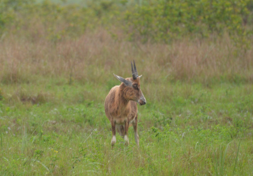 Bushbuck.