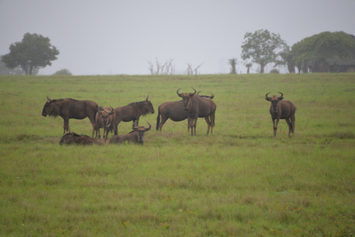 Wildebeests.