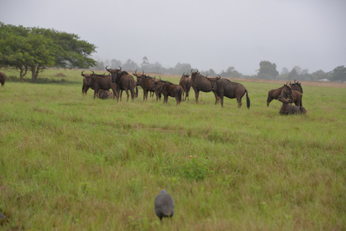 Wildebeests.