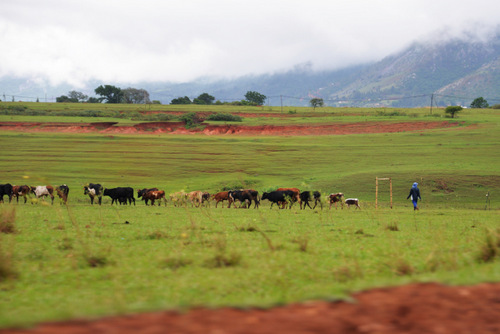 A Cowboy and Cattle.