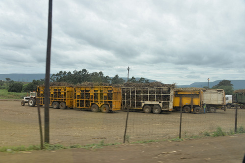 holding area for Sugar Cane Trucks and Drivers.