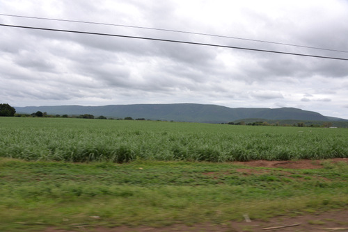 Sugar Cane Field.