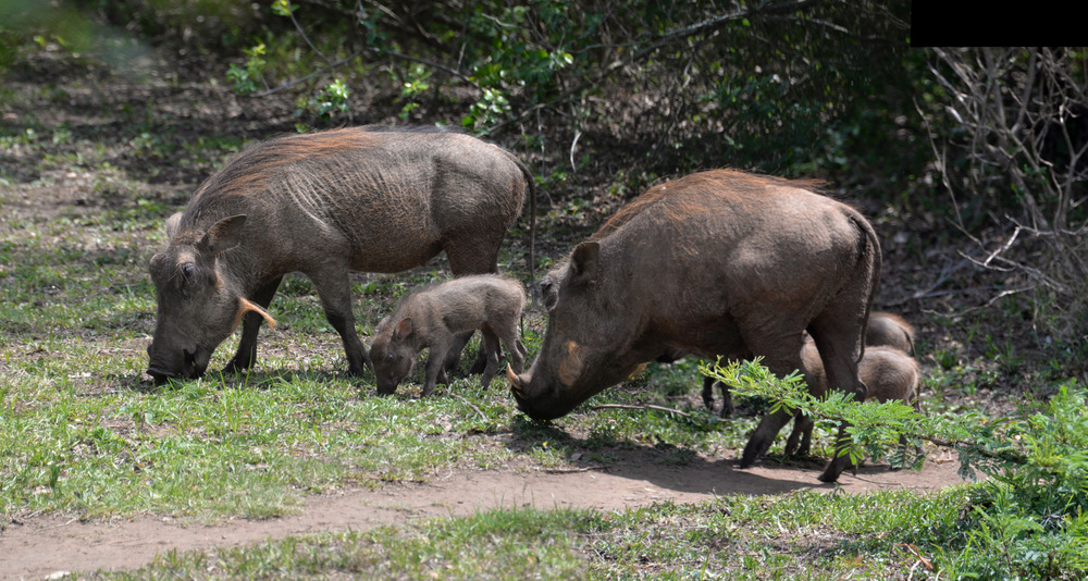 Warthog Family.