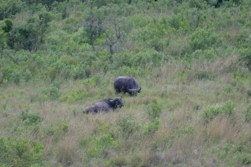 Cape Buffalo.