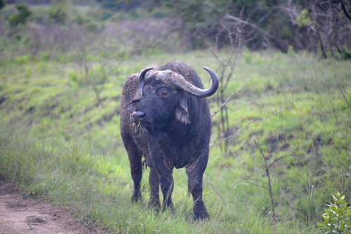 Cape Buffalo.