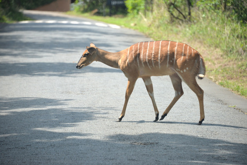 Nyala Female.