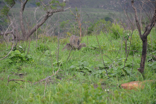 Three Warthogs.