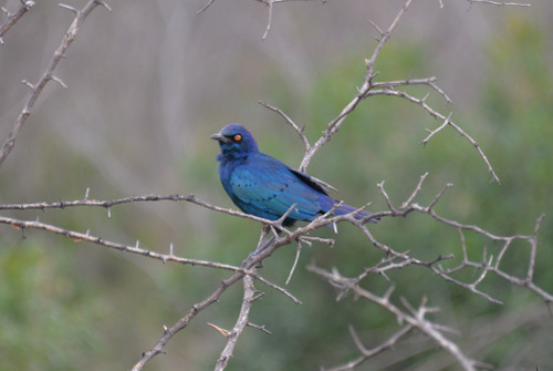 Cape Glossy Starling.