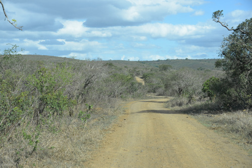 The Colors of Mammals (Bush Grey or Dirt Yellow).