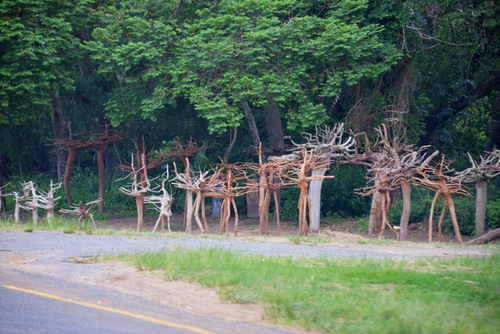 South African Mangrove Stumps.