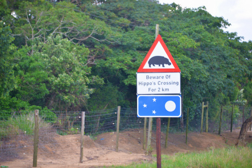 Hippos are the leading killers of humans.