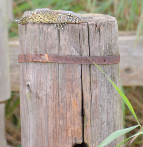 Water Monitor.