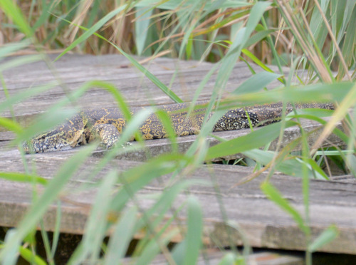 Water Monitor.