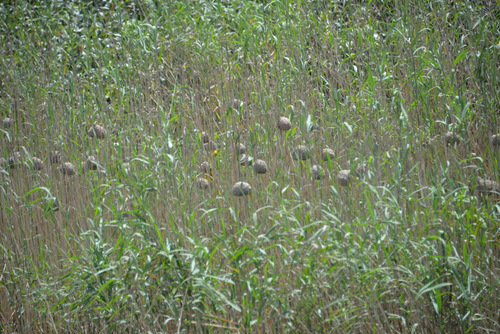 Weaver Bird Nests.