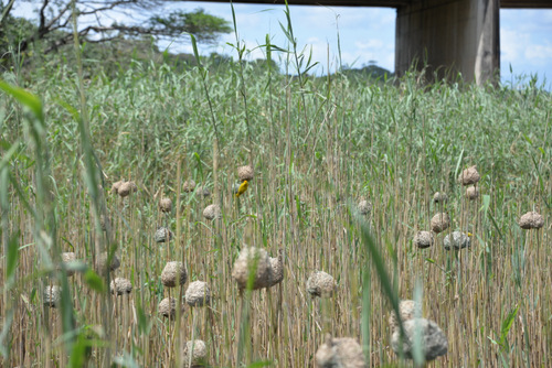 Weaver Bird Nests.