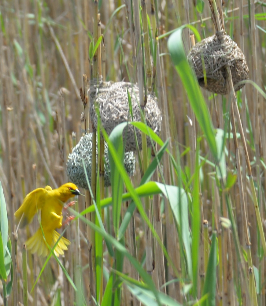 A Weaver Bird lands near his Weaver Bird Nest.