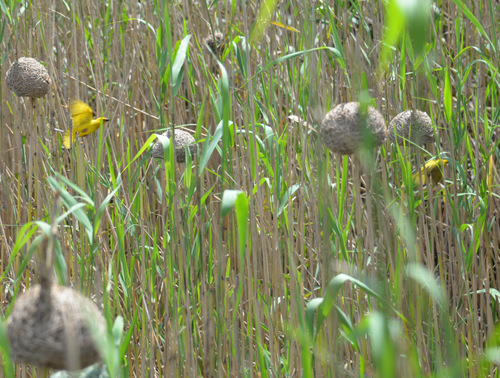 Weaver Birds and Nests.