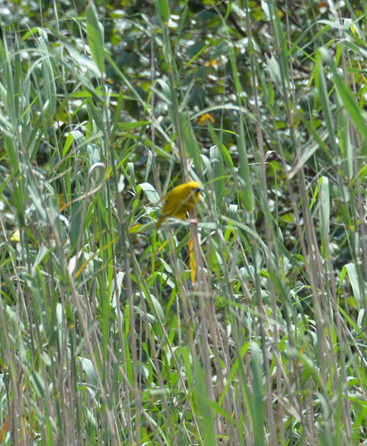 Weaver Bird and Nests.