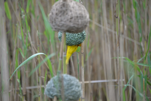 Weaver Bird and Nests.