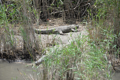 Crocodiles.