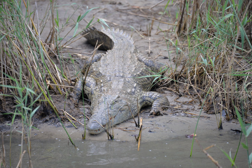 Crocodile.