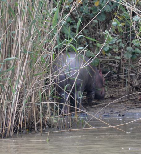 Hippopotamus Baby.