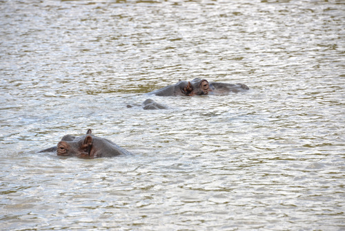 Hippopotami.