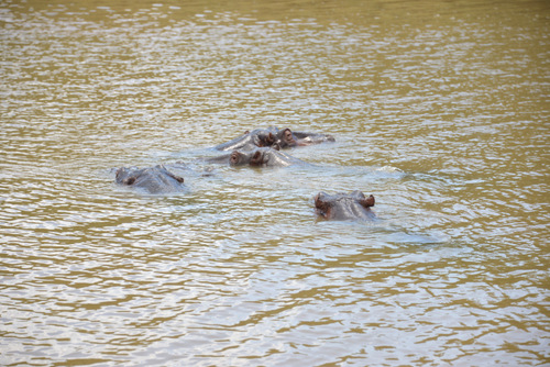 Hippopotami.